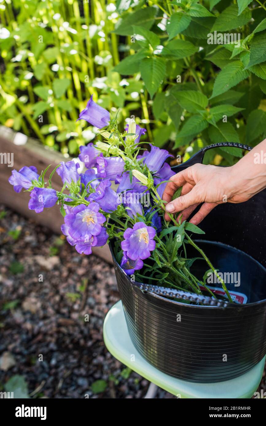 Fresh cut Canterbury bells (Campanula medium) grown in urban garden Stock Photo