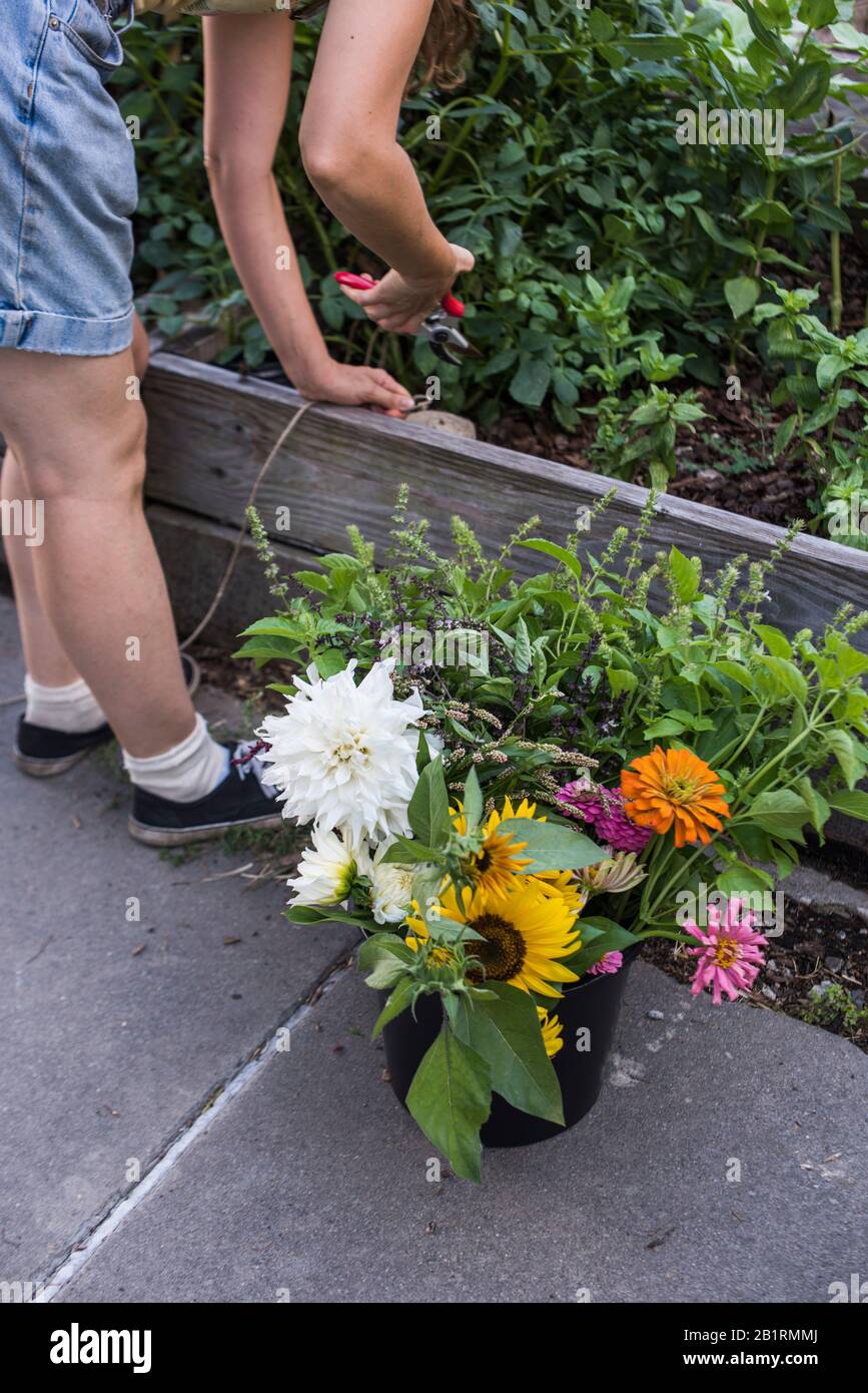 Gardener harvesting flowers and herbs from urban flower farm Stock Photo