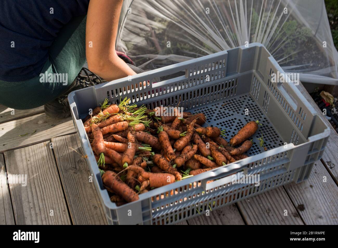 Harvesting carrots on urban rooftop farm Stock Photo