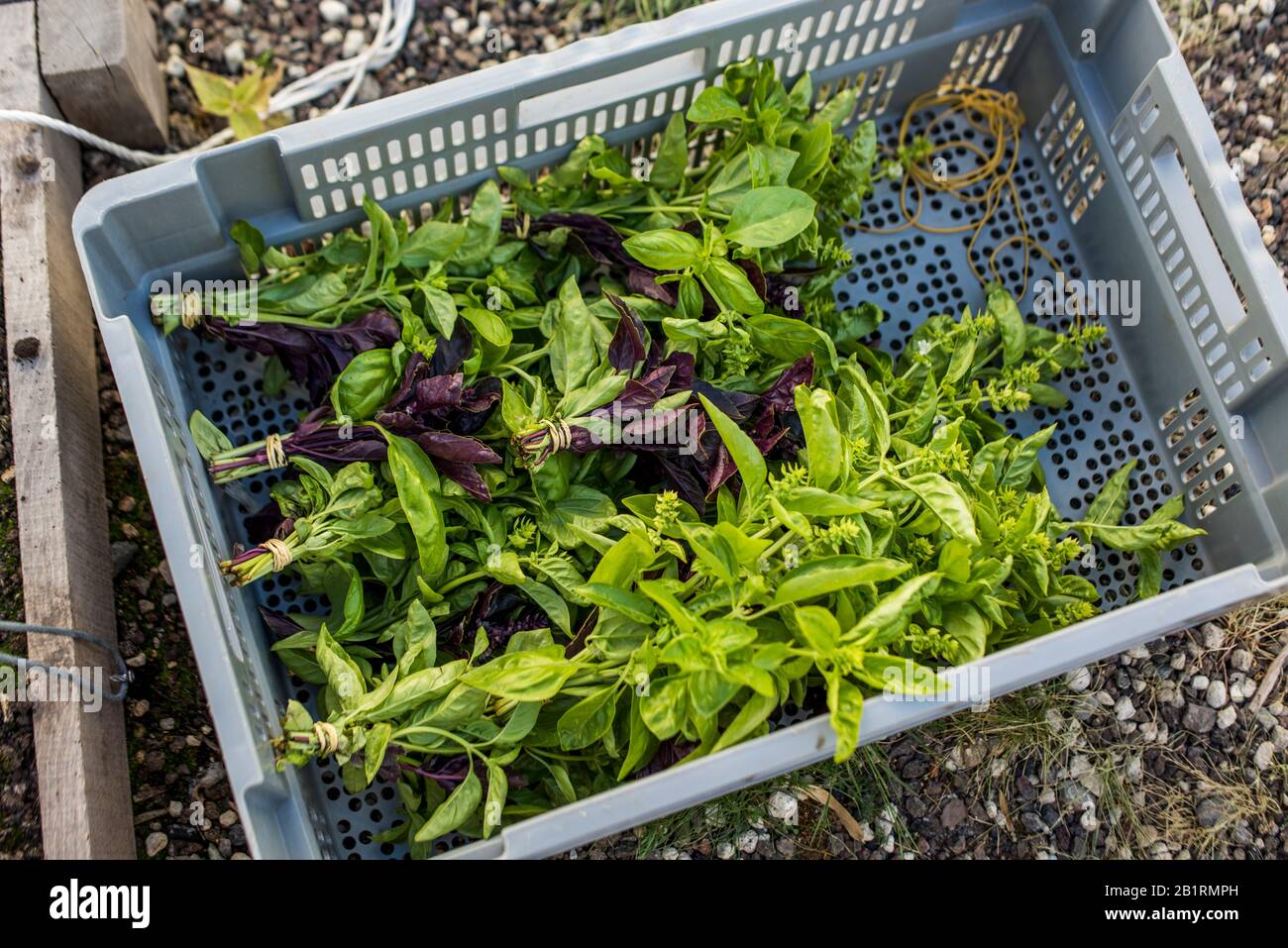 Harvesting basil on urban rooftop farm Stock Photo