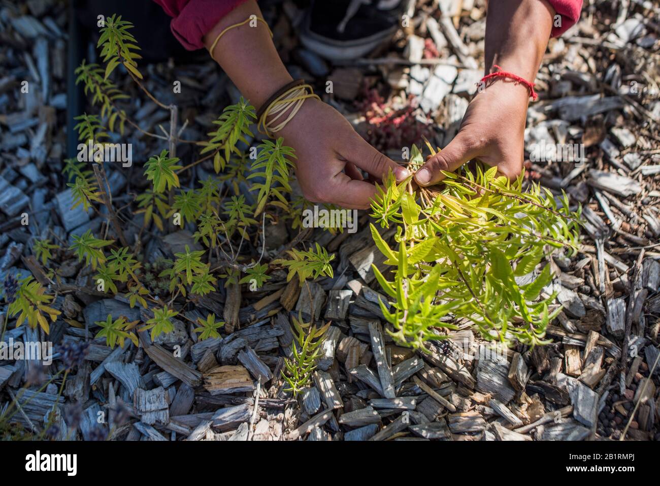 Farmer Harvesting Lemon Verbena on rooftop farm Stock Photo