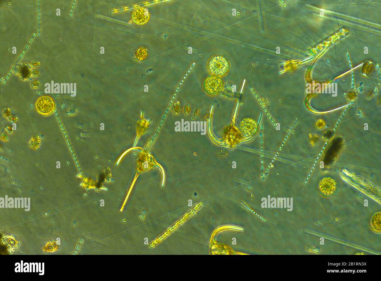 dinoflagellate ,bioluminescence, Dinoflagellates,  flagellum, protista, .flagellate eukaryotes, Dinoflagellata,  marine, plankton, photosynthetic,  mi Stock Photo