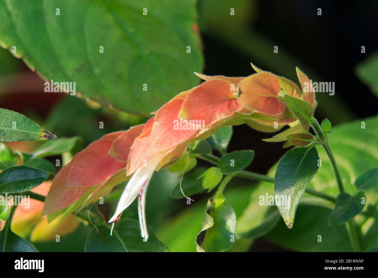 Close Up of Blooming Shrimp Plant (Justicia Brandegeeana) Flower Stock Photo