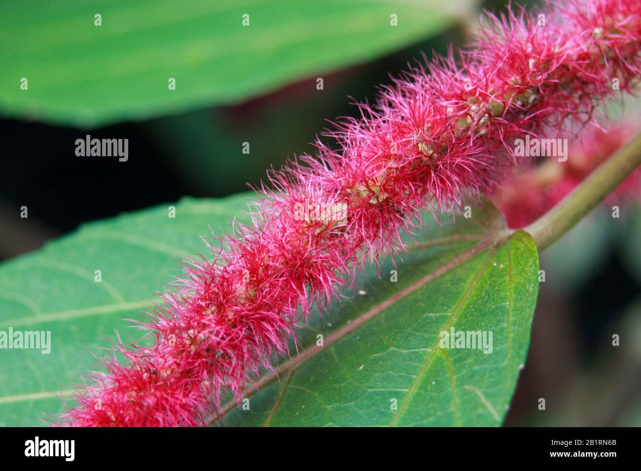Section Close Up of Red Hot Cats Tail (Acalypha Hispida) On It's Own Green Leaf Stock Photo