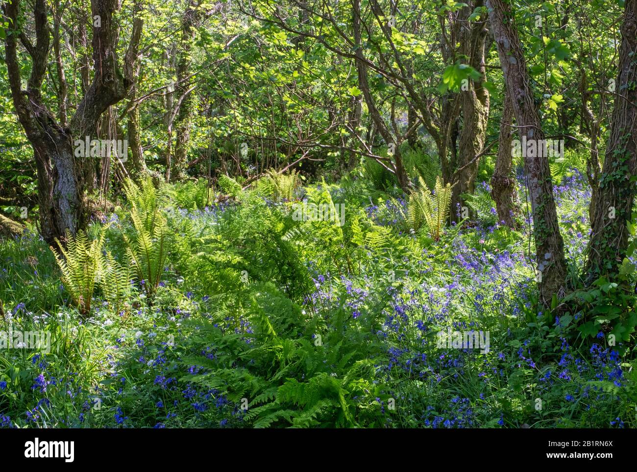Bluebells at Brownsham Woods, National trust