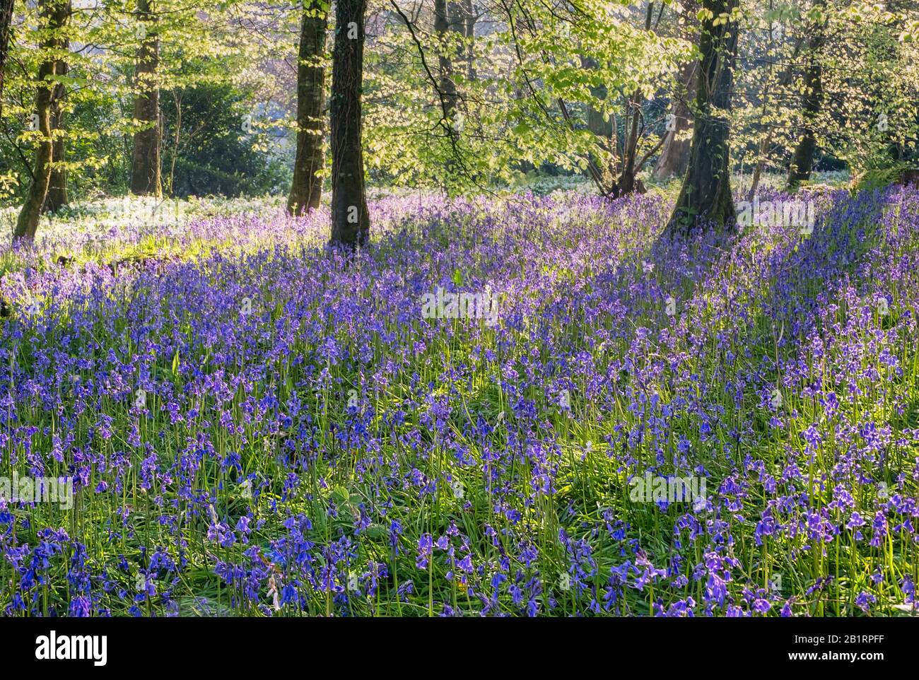 Bluebells at Brownsham Woods, National trust