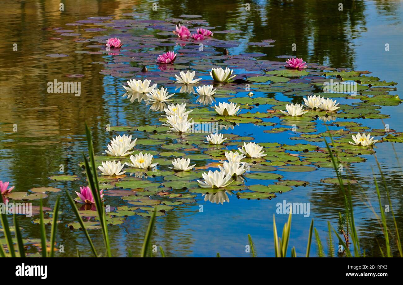 Water Lily Family, Nymphaeaceae, red and white, Stock Photo