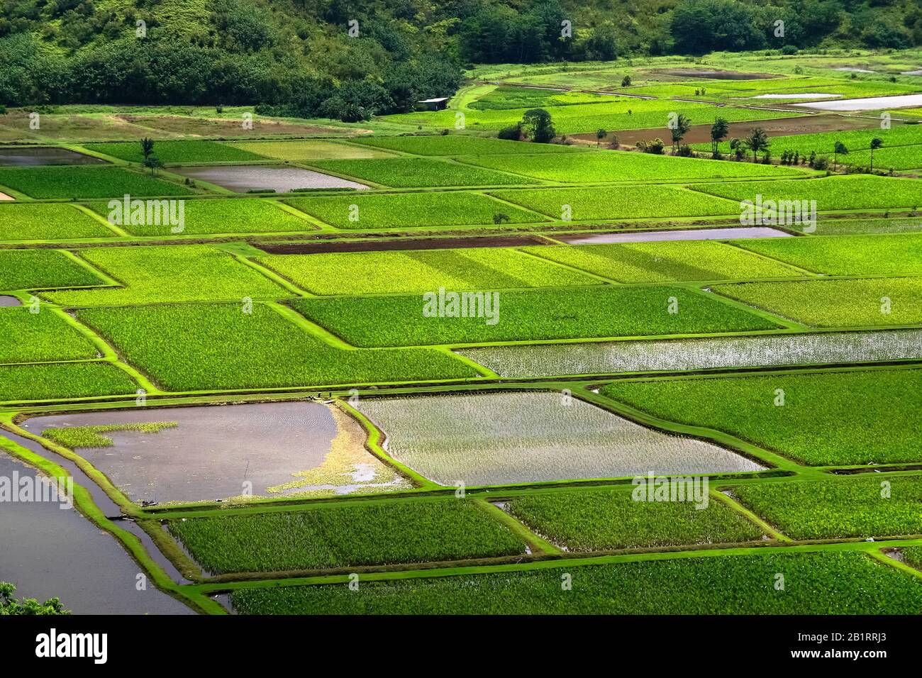 Rice fields, Hawaii, USA Stock Photo Alamy