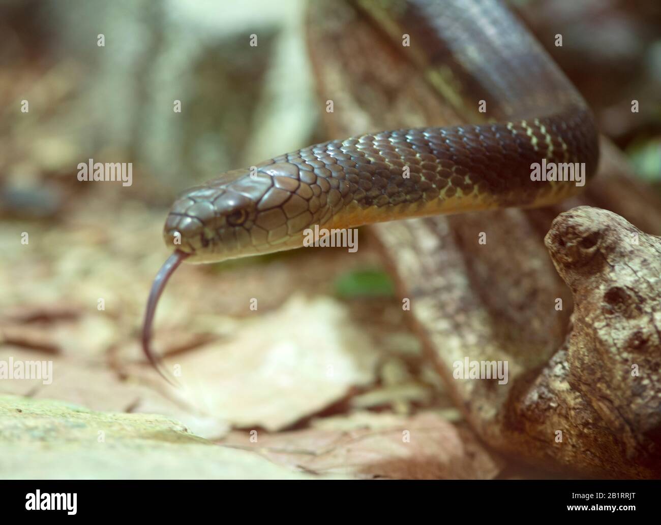 Cobra is the common name of various elapid snakes, most of which belong to the genus Naja.Snakes, snake, legless, carnivorous, reptiles, Serpentes,  sk Stock Photo