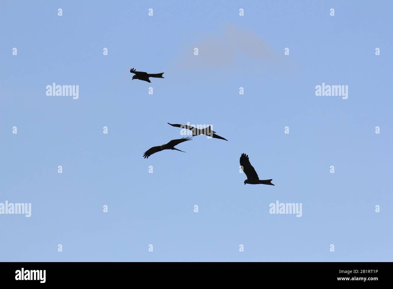 Wedge tail eagle silhouette hi-res stock photography and images - Alamy