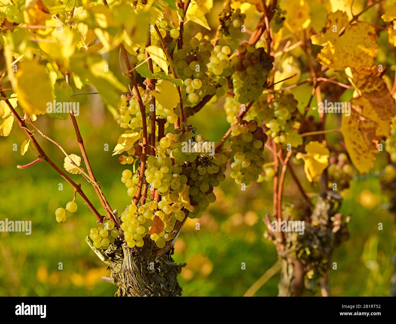 Ripe Silvaner grape, Volkach, Lower Franconia, Bavaria, Germany Stock Photo