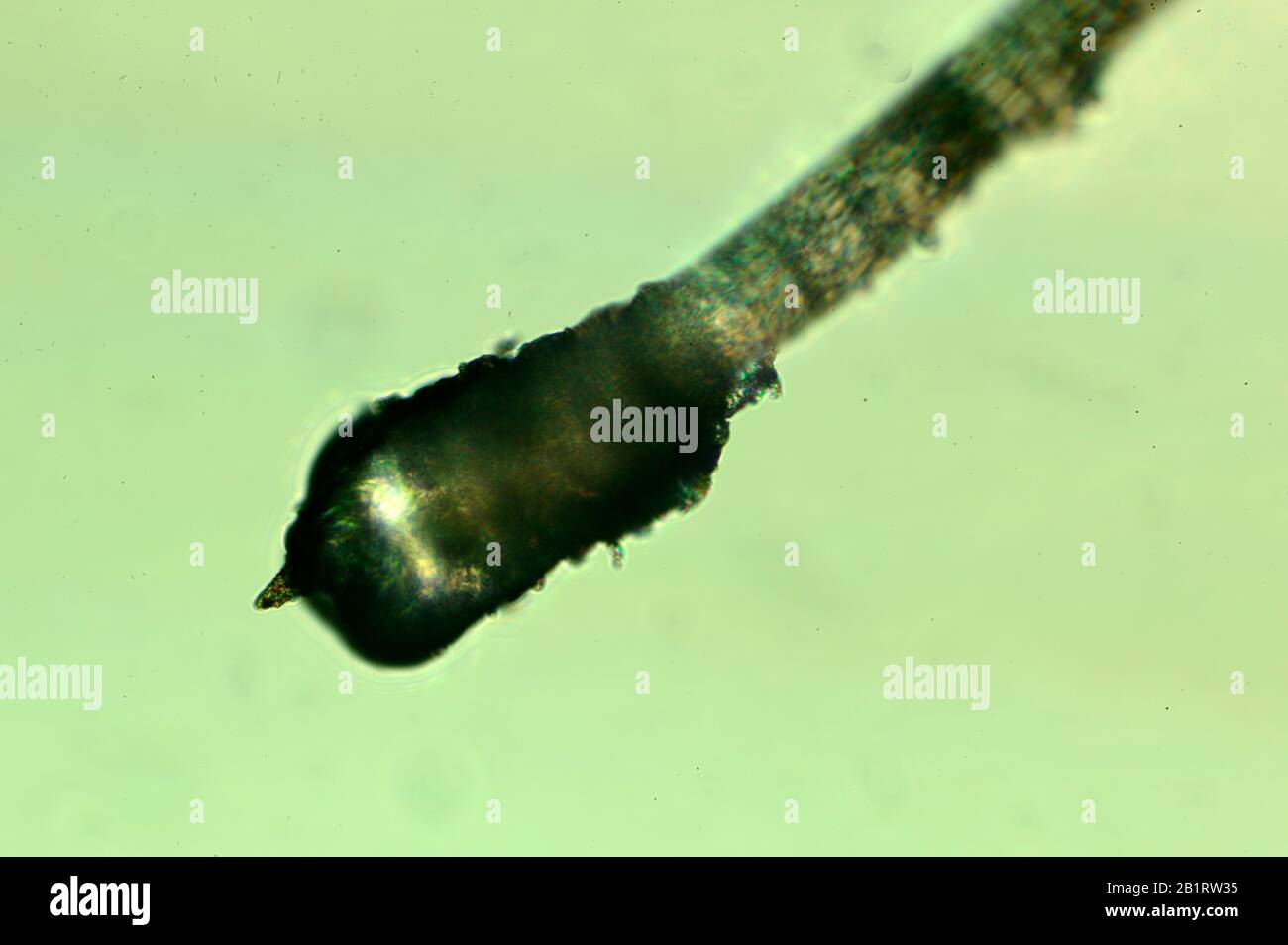 Human hair - with root.  A protein filament that grows from follicles found in the dermis. Hair is one of the defining characteristics of mammals. Stock Photo