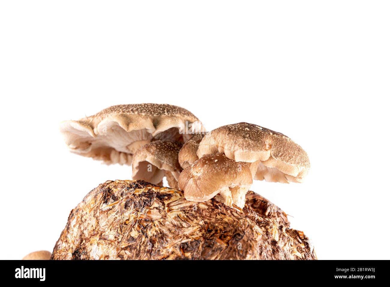 Shiitake mushroom isolated on white background. mushroom grown on a