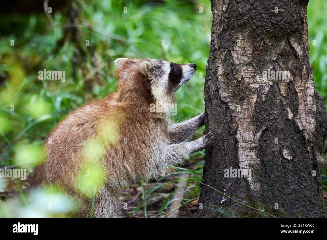 Raccoon climbing in tree (Procyon lotor Stock Photo Alamy