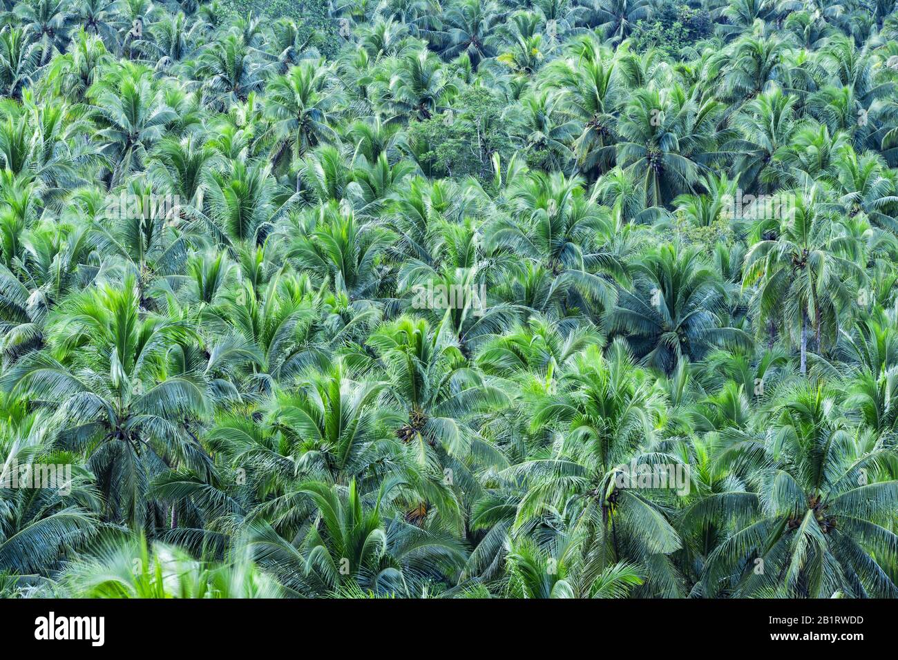 View from above, stunning aerial view of a palm tree forest is Siargao
