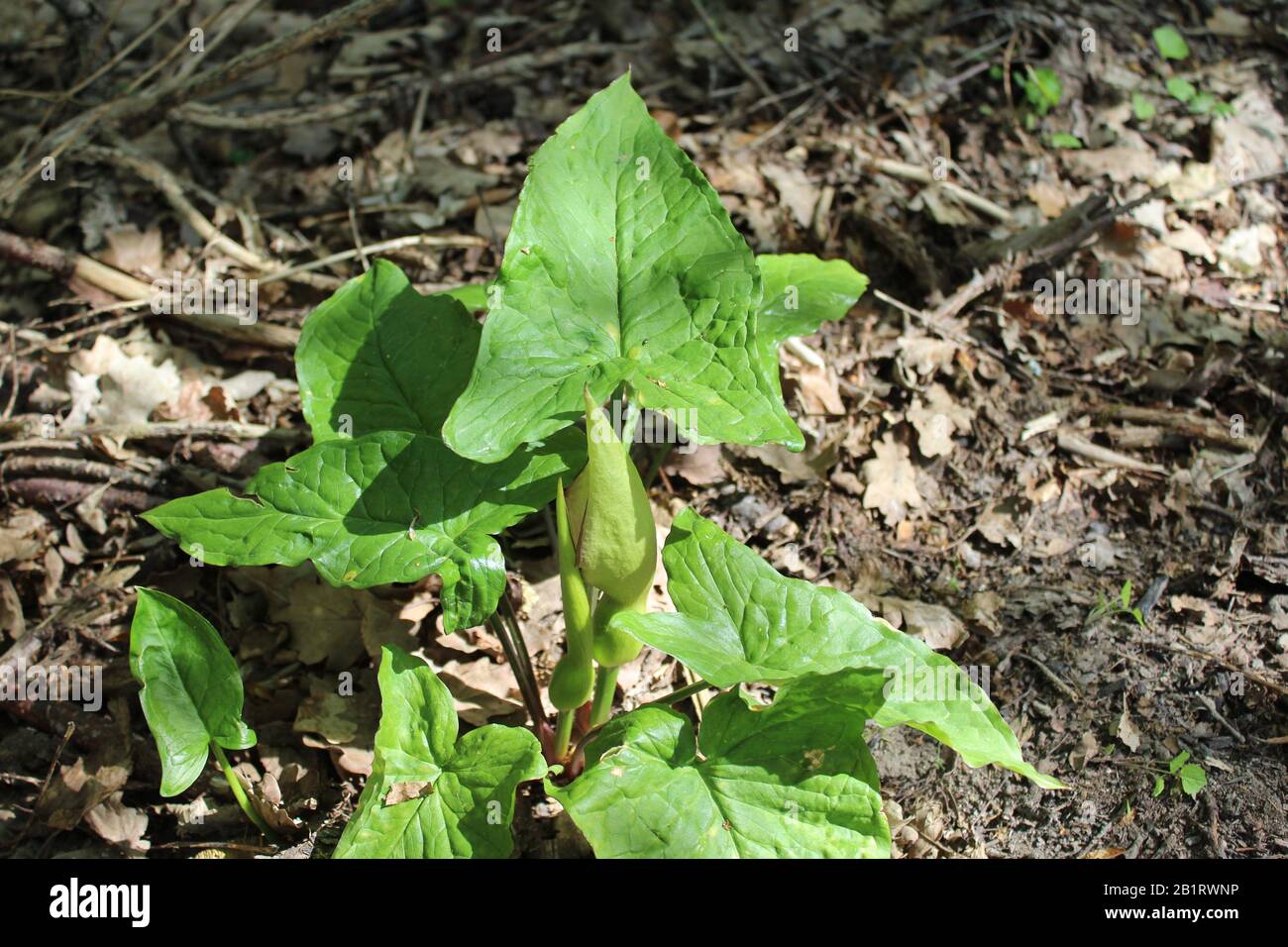 The picture shows common arum in the forest Stock Photo - Alamy