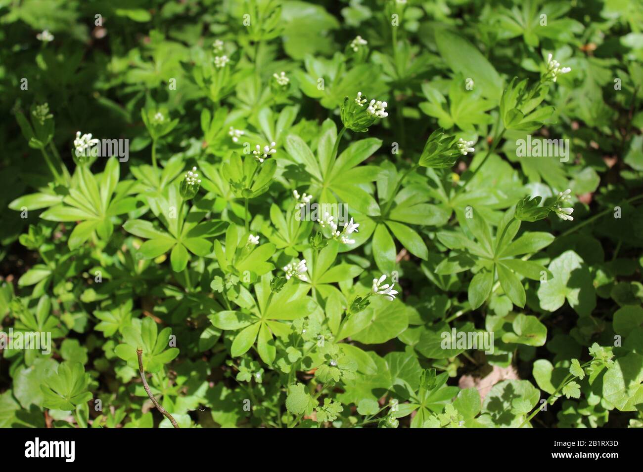 The picture shows a woodruff field in the forest Stock Photo