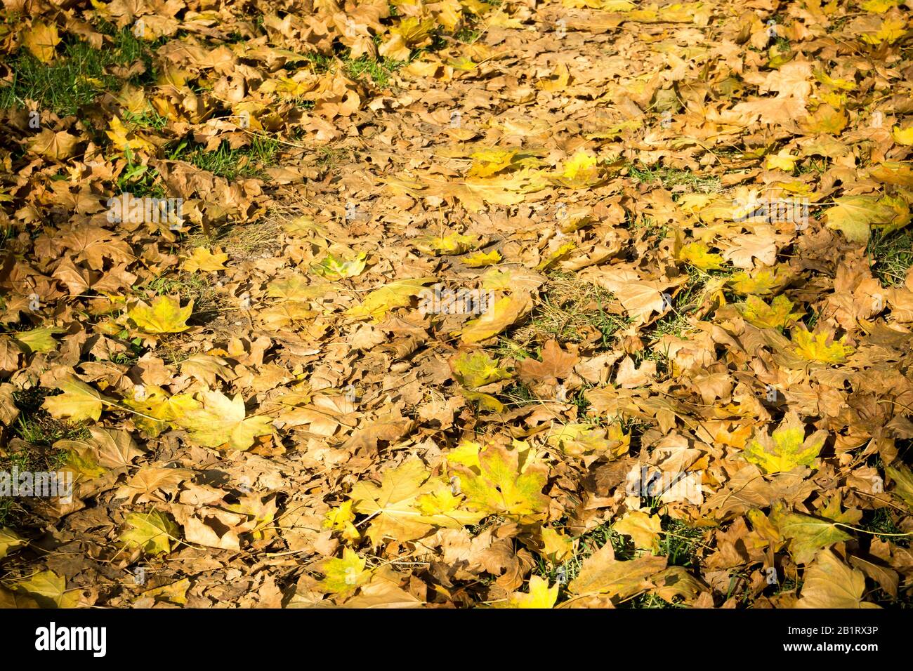 Colorful fallen autumn leaves lays on the ground Stock Photo - Alamy