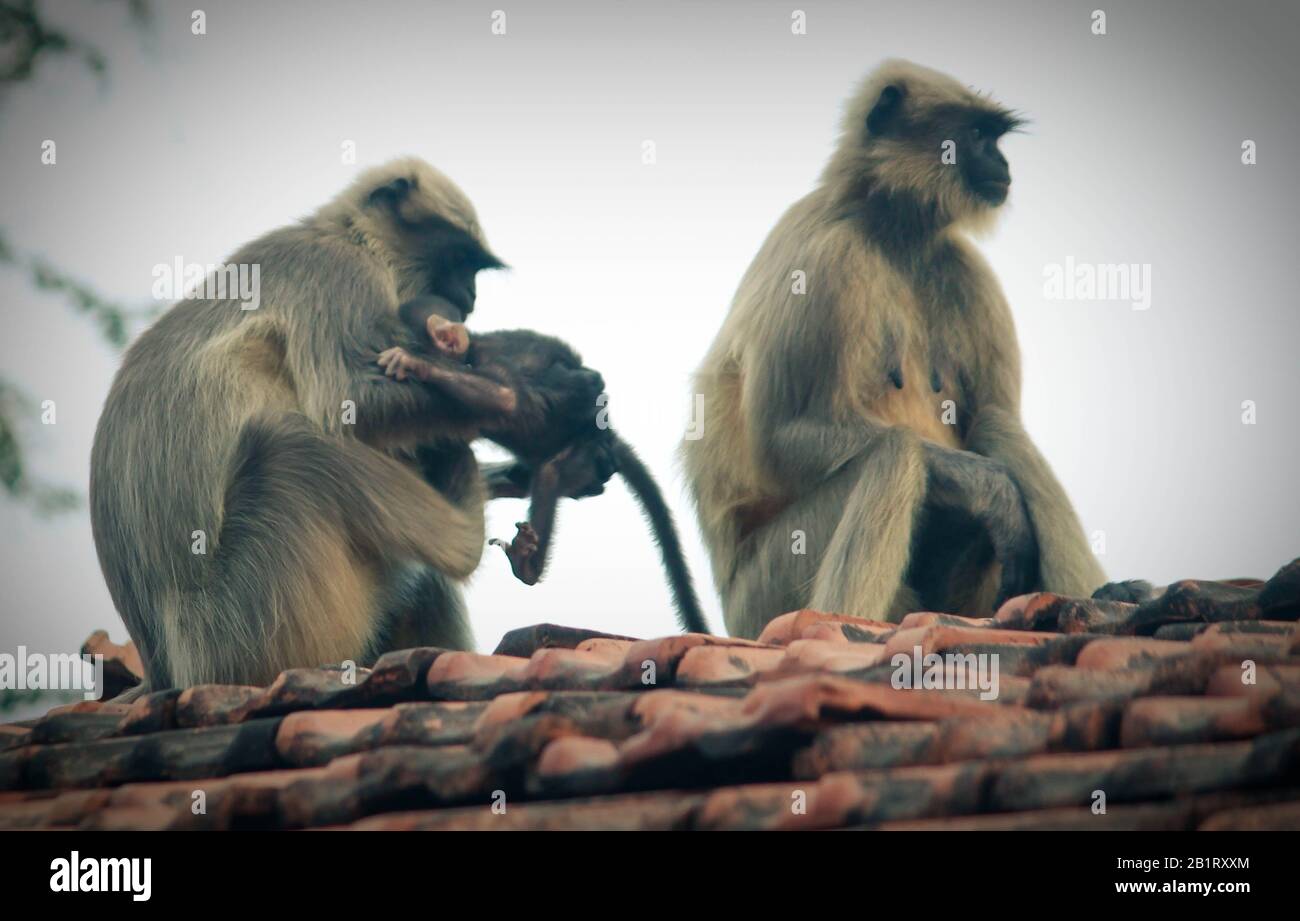 Scared monkey hires stock photography and images Alamy