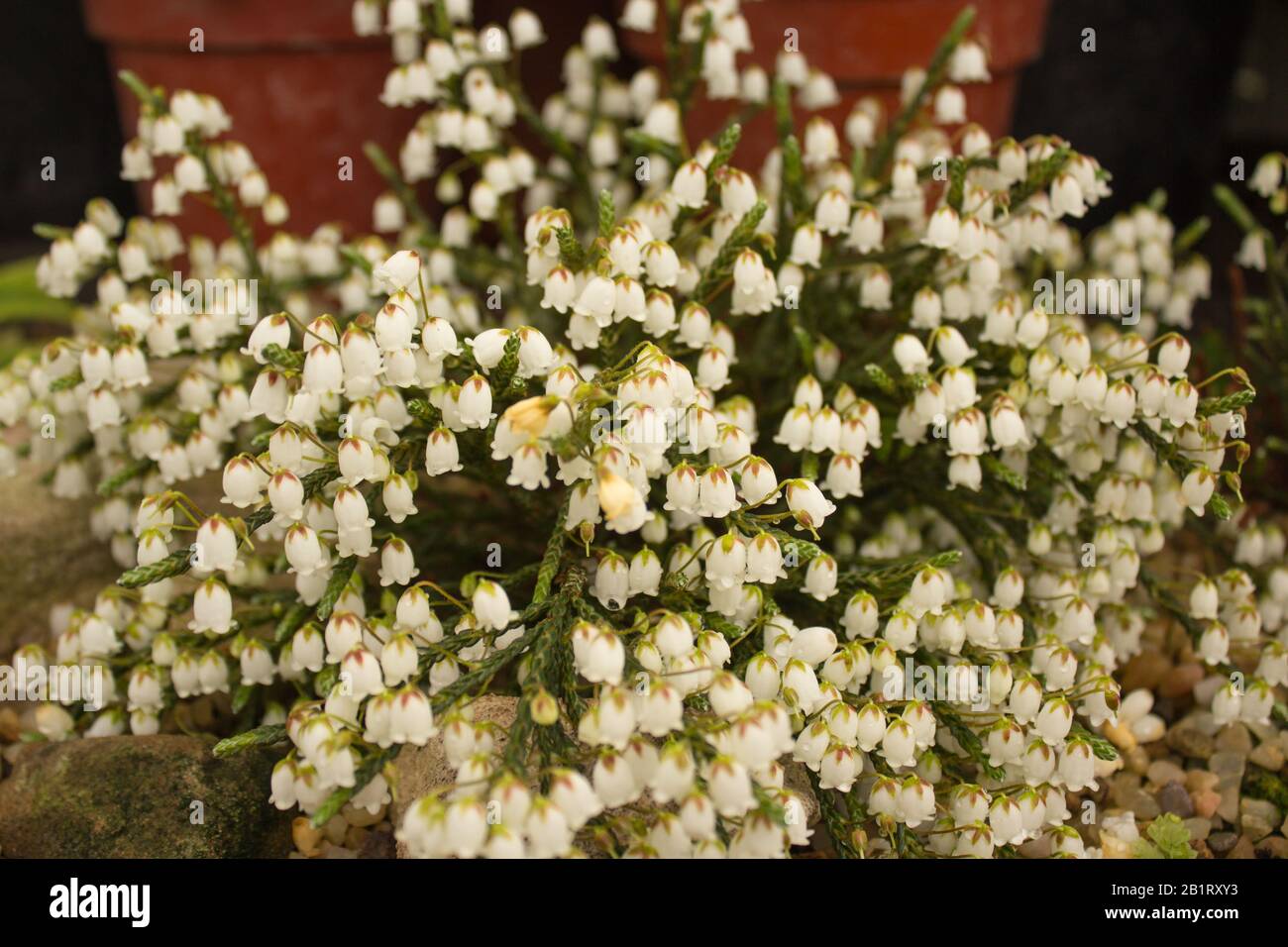 Blooming Beatrice Lilley (Cassiope Lycopodioides) Stock Photo