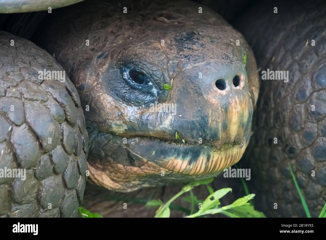 Santa Cruz Island Highlands, Galapagos Islands, Ecuador Stock Photo - Alamy