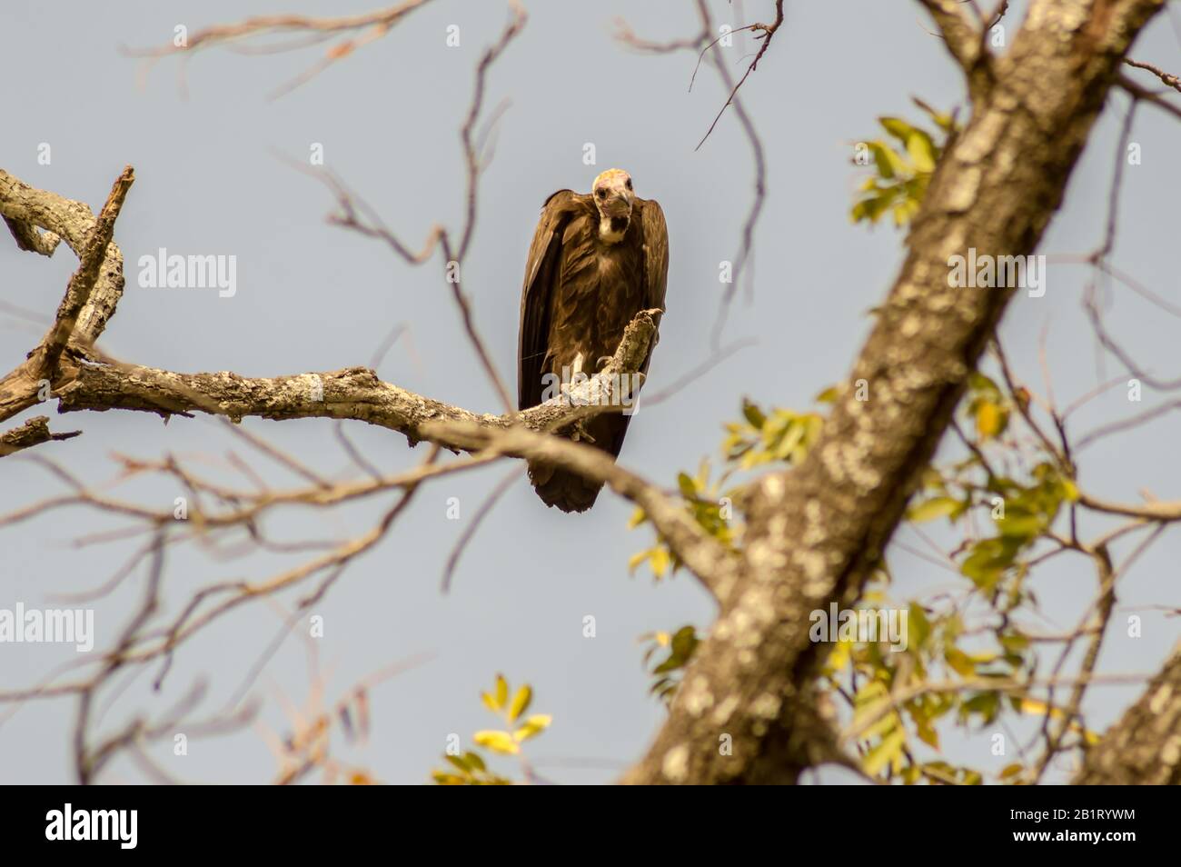 A vulture resting on the branch with a background of multiple tree branches in The Gambia Stock Photo