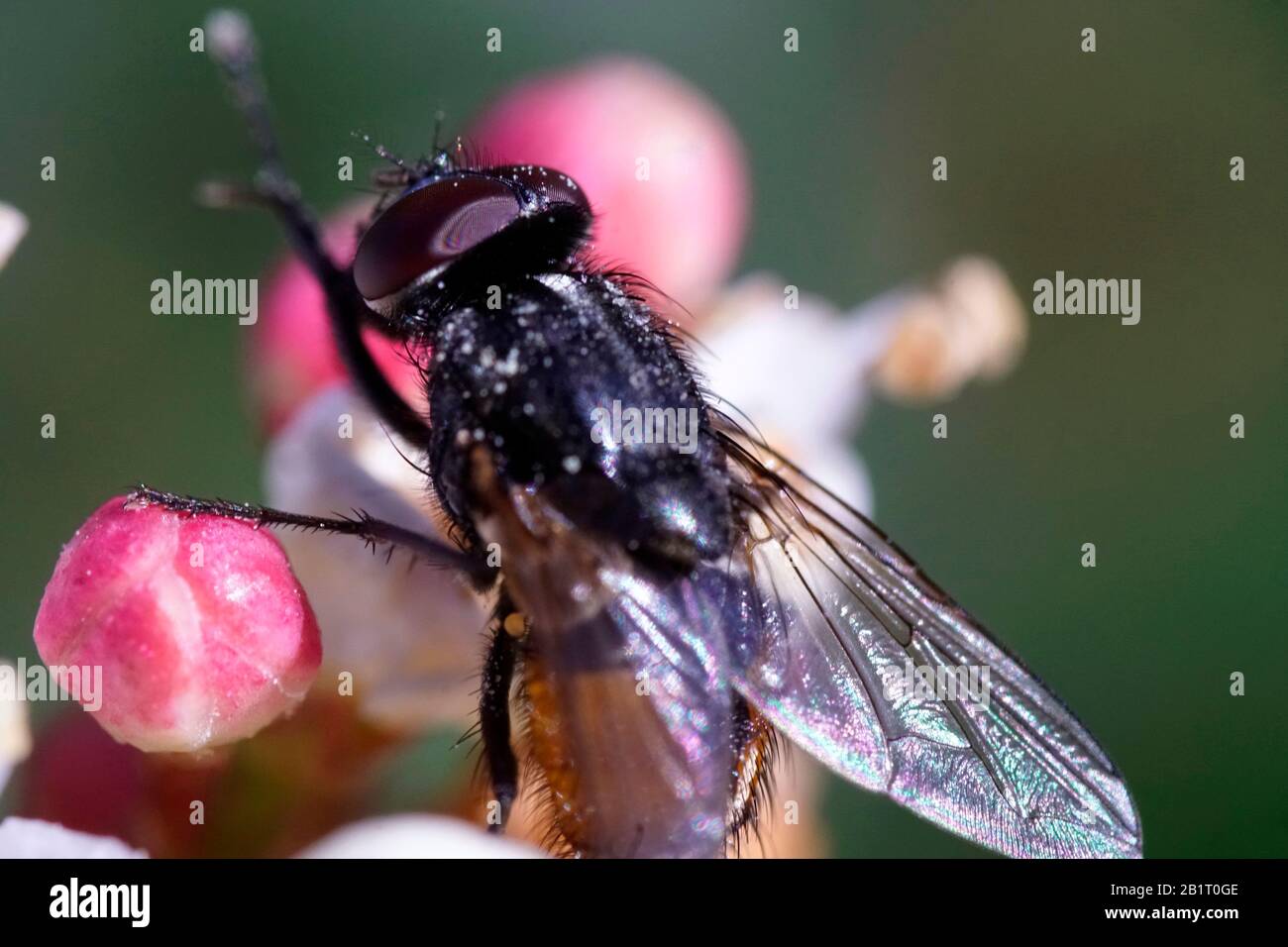 Horse fly - Tabanus bovinus - with dark red eyes on a white flower macro photograph Stock Photo