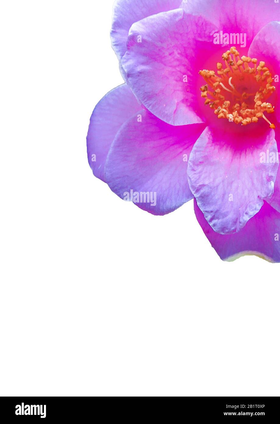 White background with violet flower border decoration Stock Photo