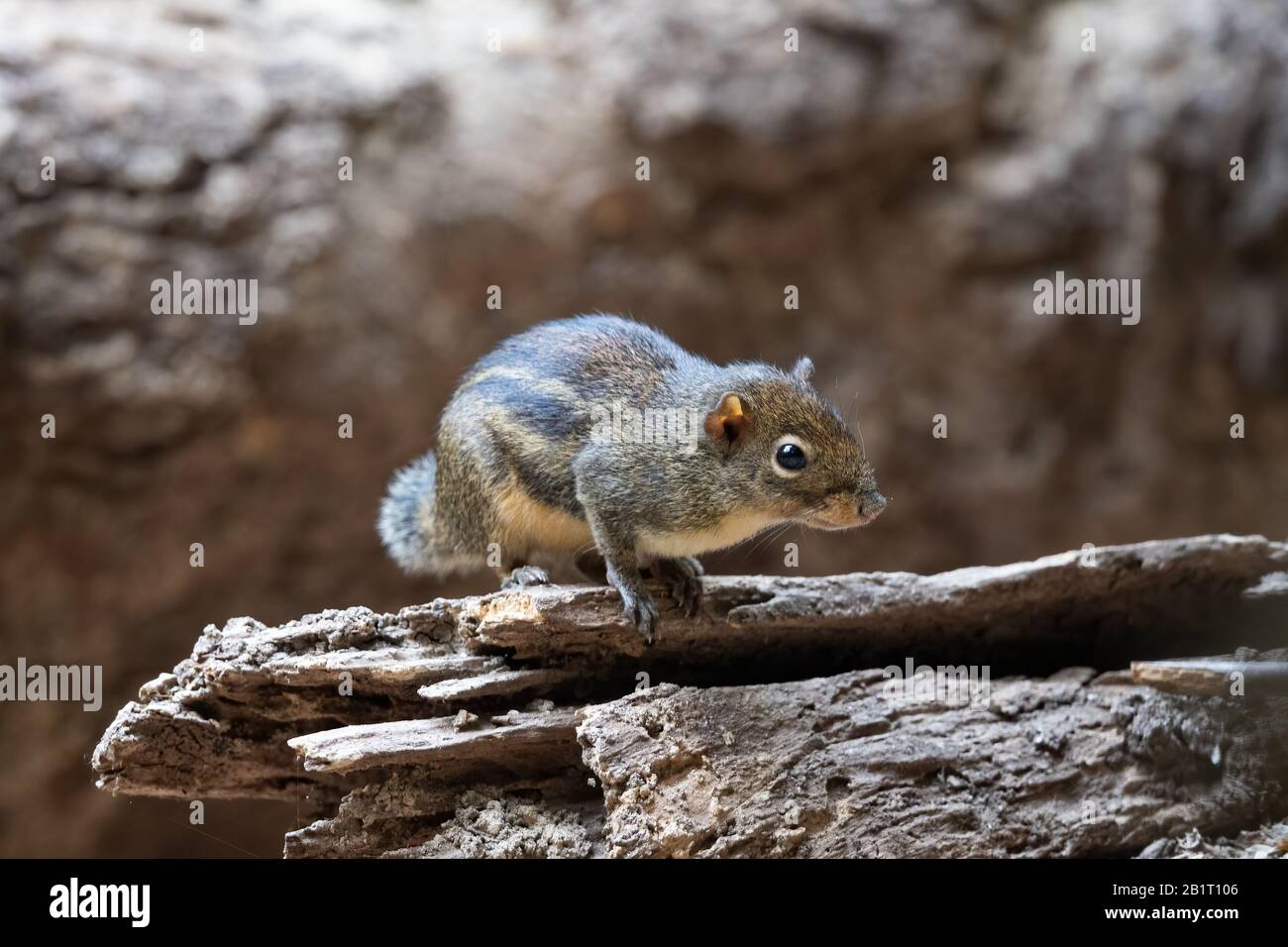 The Berdmore's ground squirrel (Menetes berdmorei) is a ground squirrel found in Southeast Asia, from the east of Myanmar to Vietnam. It is however ab Stock Photo