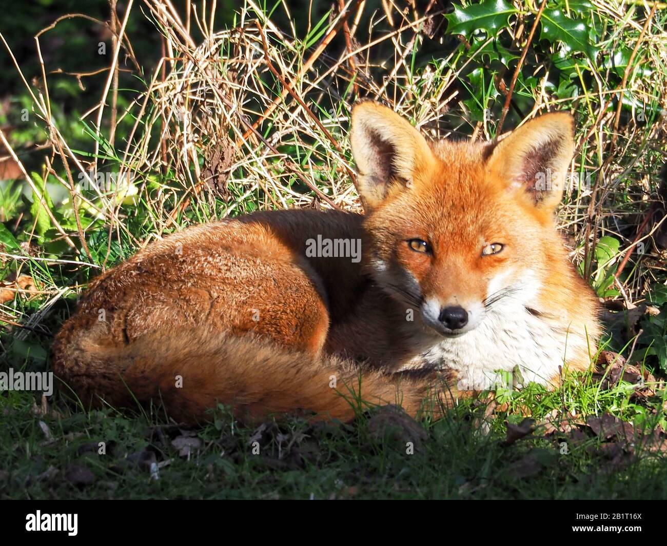 Handsome fox resting in morning sun in the garden. Gazing eye to eye. One of a series of the fox at rest in a village garden in Hertfordshire.. Stock Photo