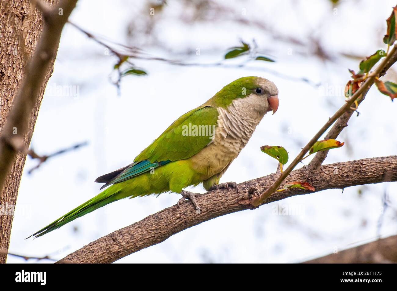 Alexandrine parakeet (Psittacula eupatria), also known as the Alexandrine parrot This Parakeet has established feral populations in various parts of t Stock Photo
