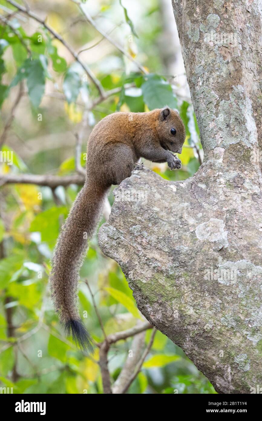 Squirrels in thailand hi-res stock photography and images - Alamy