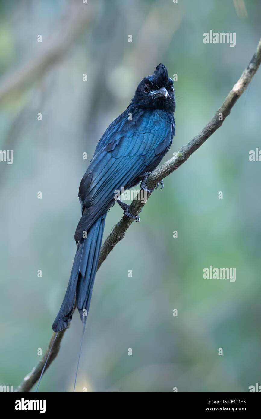 The greater racket-tailed drongo (Dicrurus paradiseus) is a medium-sized Asian bird which is distinctive in having elongated outer tail feathers with Stock Photo