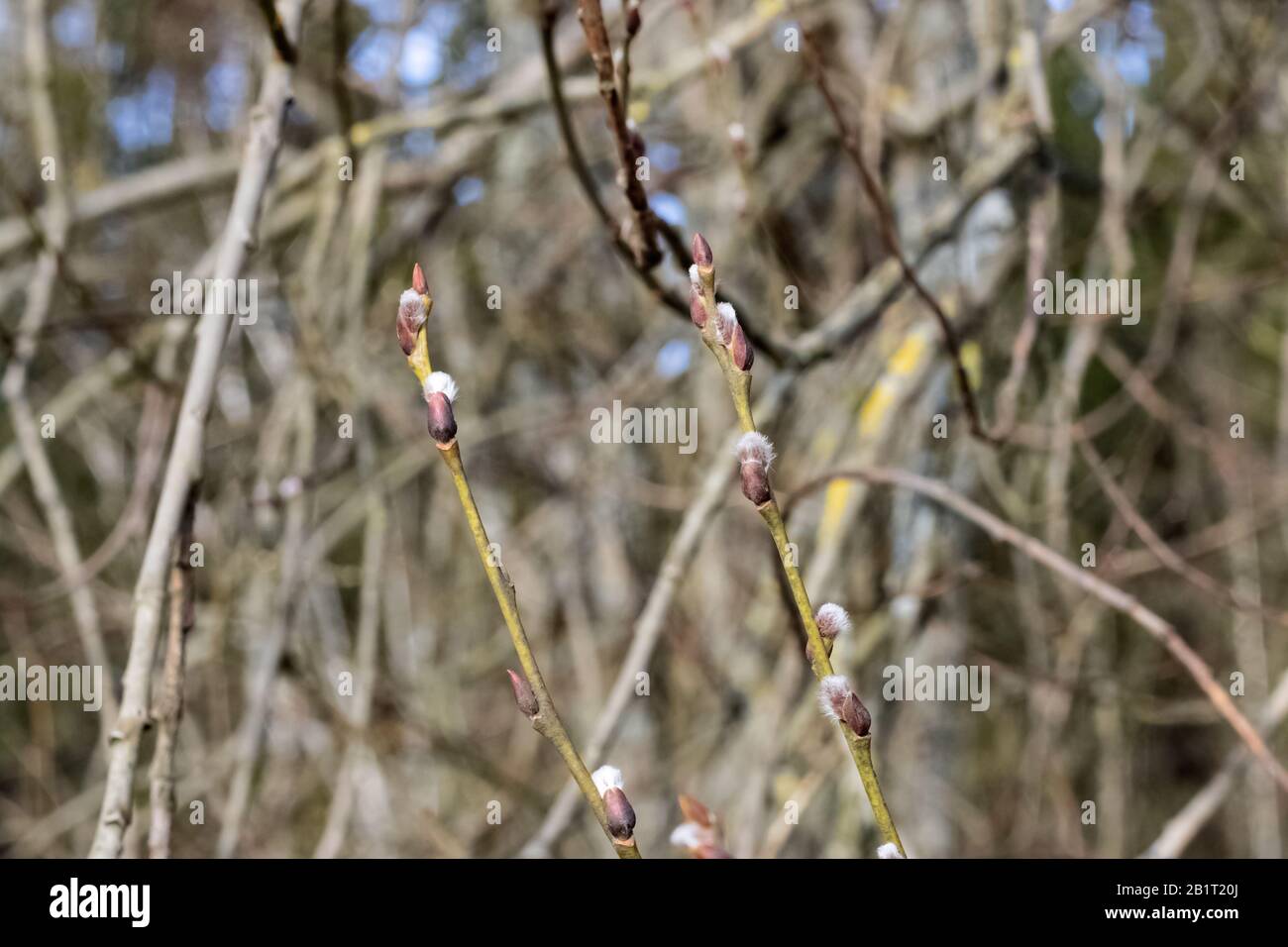 Spring buds of willow in forest closeup Stock Photo