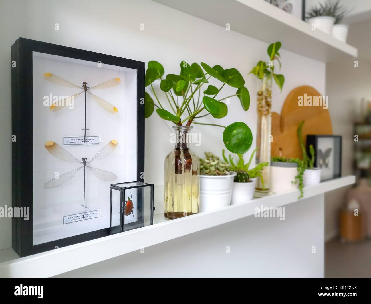 White hanging shelves with framed taxidermy insect art such as dragonflies and a beetle in a black and white interior with plants Stock Photo