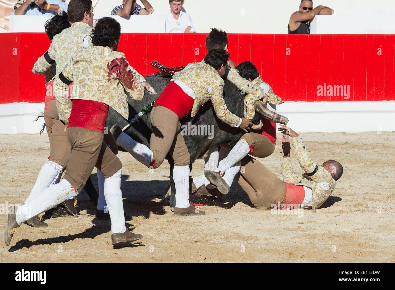 Bullfight in Alcochete. Forcado challenging a bull and trying to stop it, Bulls are not killed during the bullfight, Alcochete, Setubal Province, Port Stock Photo