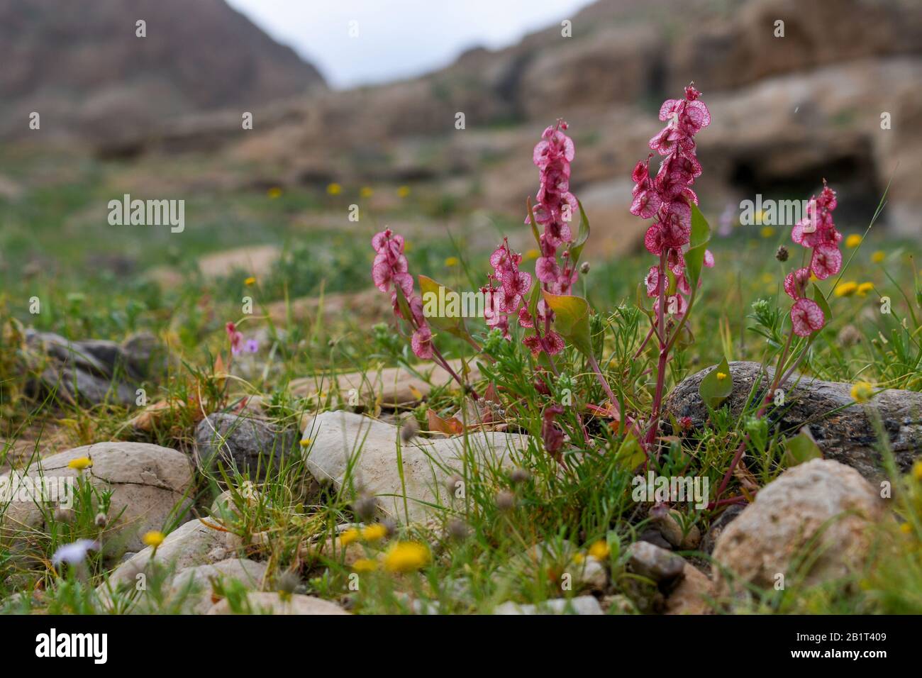 After a rare rainy season in the Judaea Desert and on the shores of the Dead Sea an abundance of wildflowers sprout out and bloom. Knotweed sorrel (Ru Stock Photo