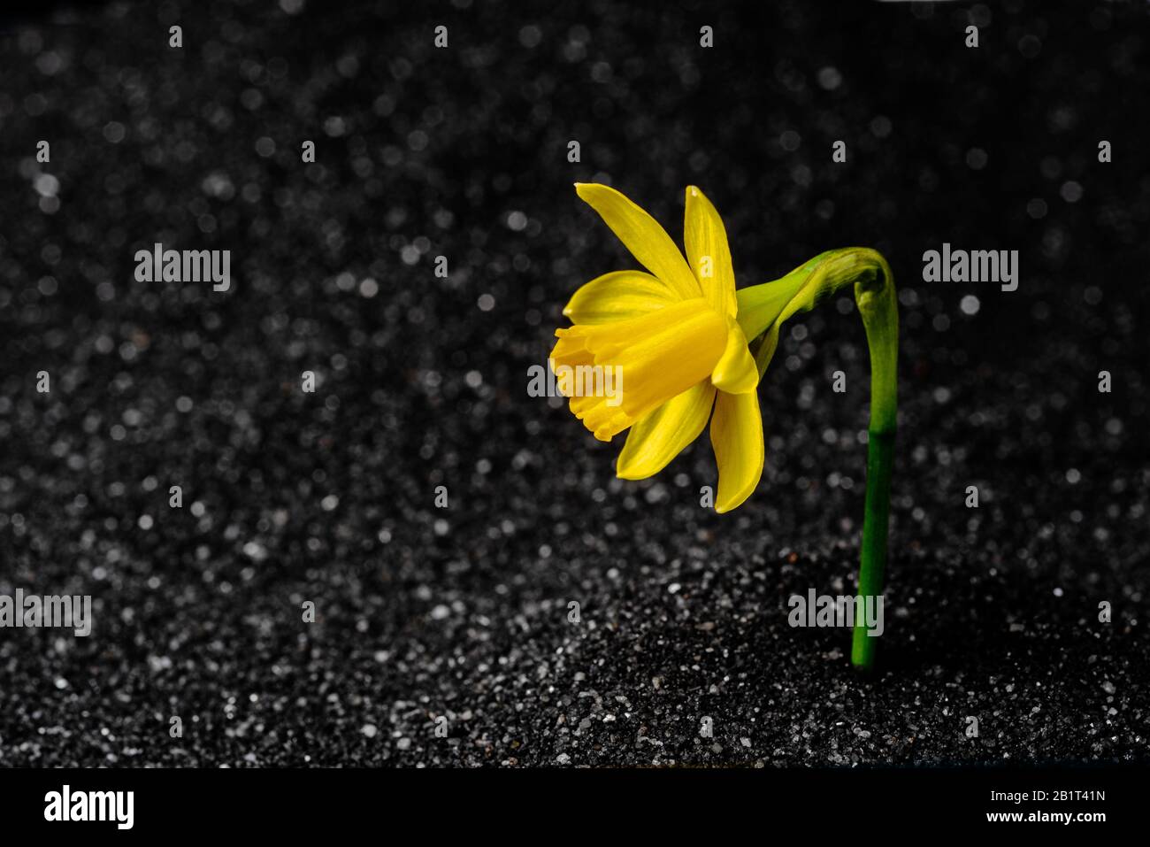 Daffodil, tete tete, growing in black sand defying all odds to survive in adverse conditions. Stock Photo