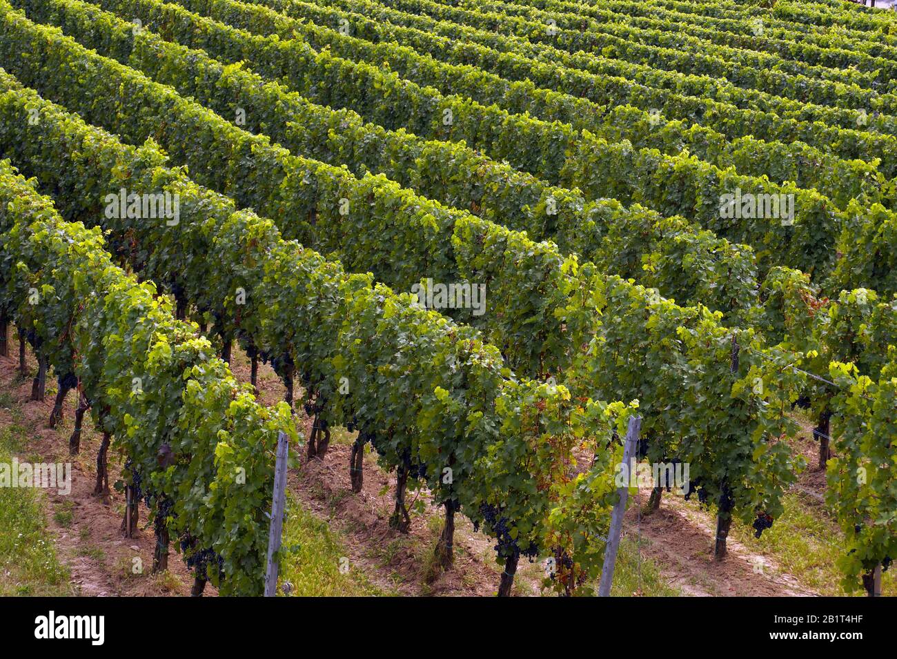 Rows of vines on the side of a mountain. Hungary around the village Nagyharsany, Villany and