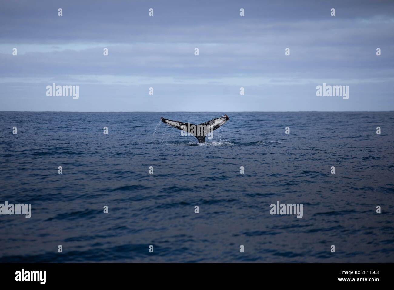 Whale iceland hi-res stock photography and images - Alamy