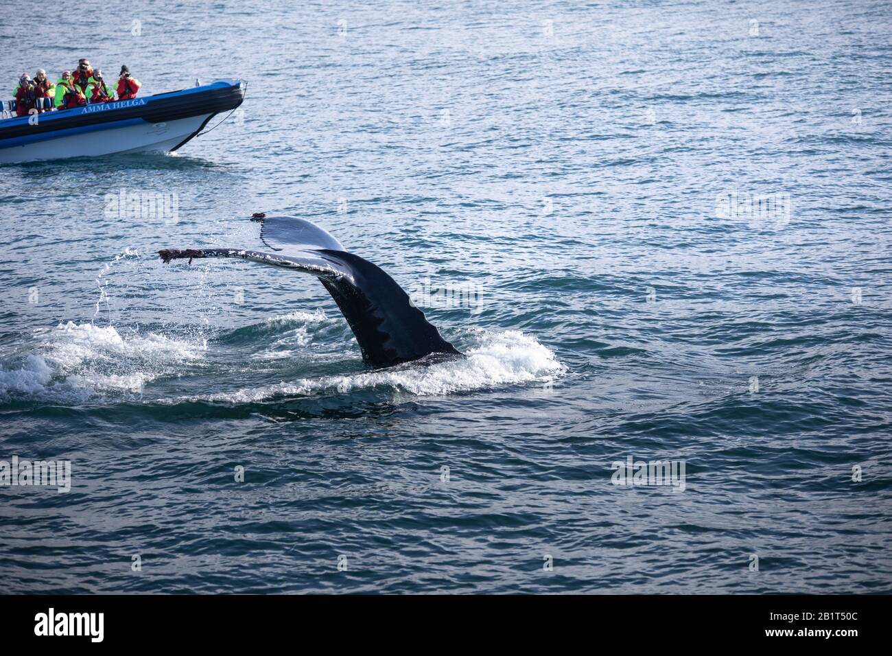 Humpback whale near Húsavík, North Iceland Stock Photo - Alamy