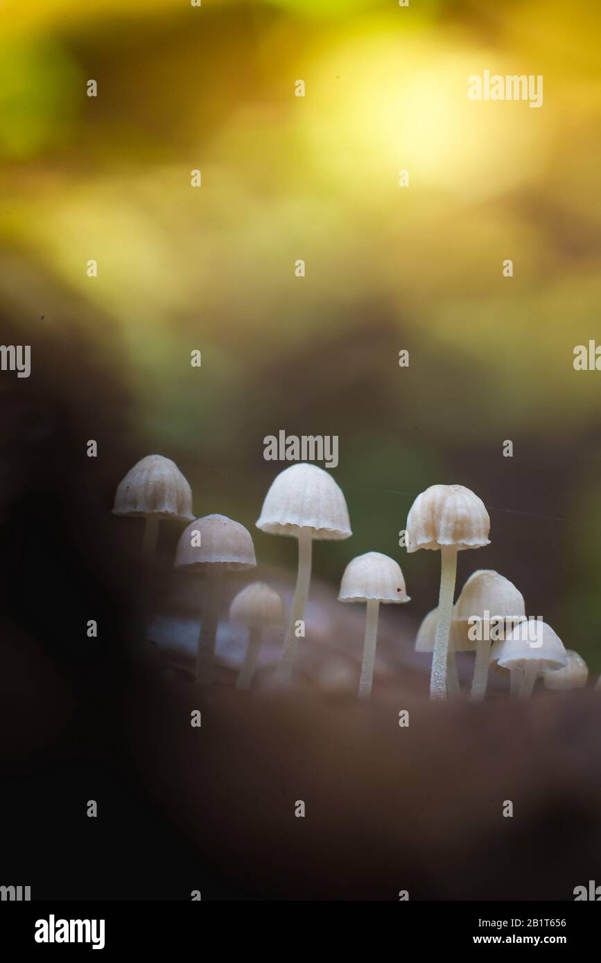 mushroom macrophotography in the field with pretty blur Stock Photo