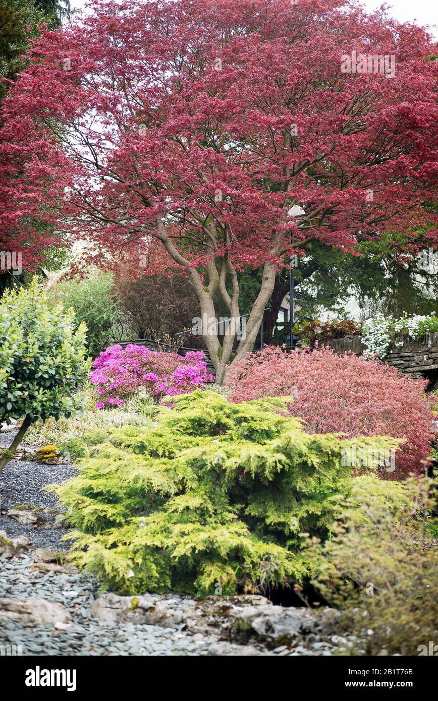 A beautiful mature Acer tree in an all-weaather Cumbrian urban garden in Ambleside Cumbria England UK, an important visitor attraction in the English Stock Photo