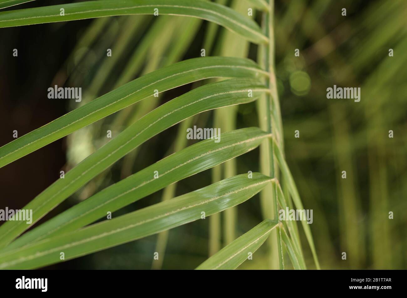 tree branch with green bright leaves nature close up Stock Photo - Alamy