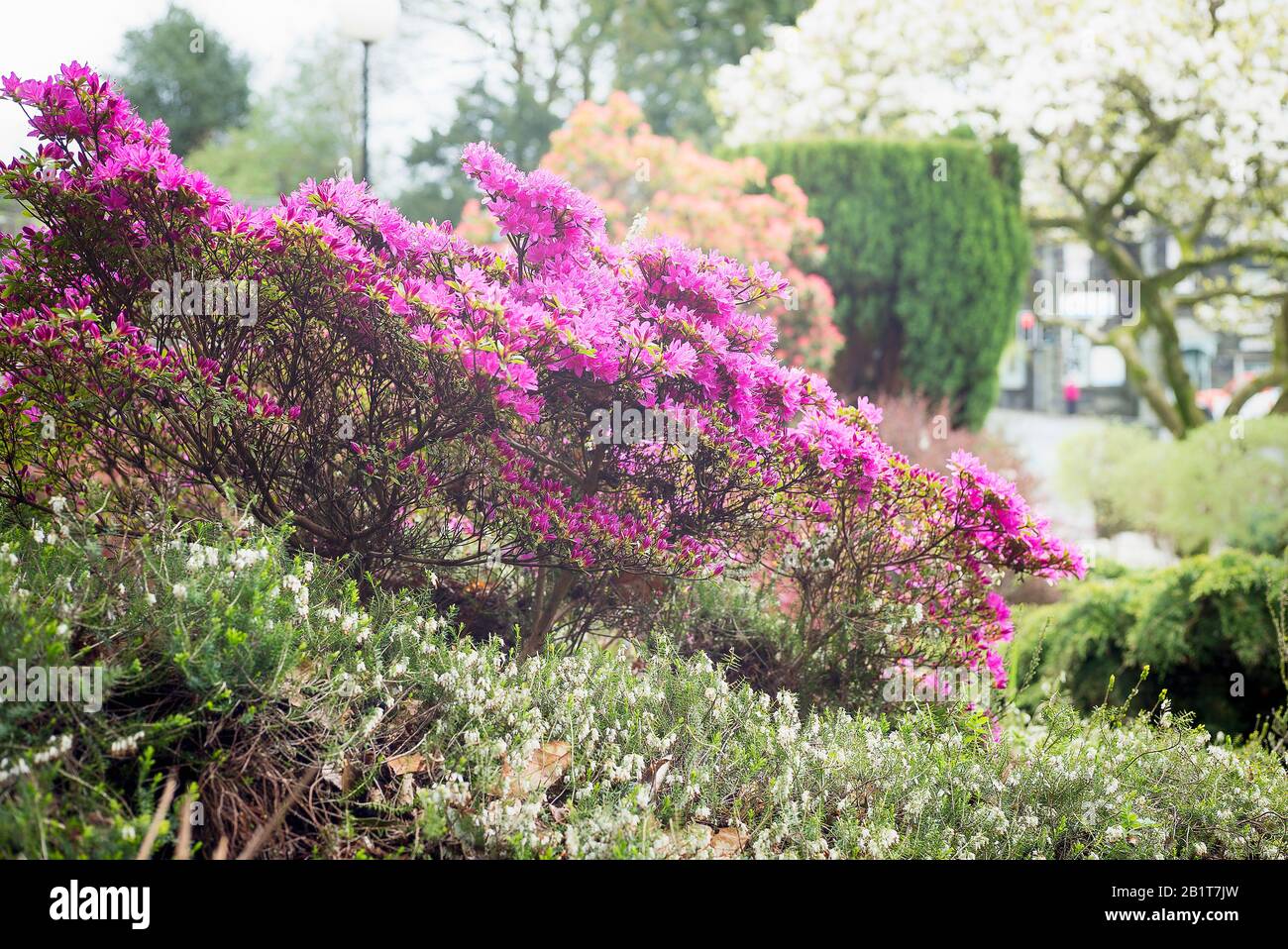 A beautiful all-weaather Cumbrian urban garden in Ambleside Cumbria England UK, an important visitor attraction in the English Lake District Magenta p Stock Photo