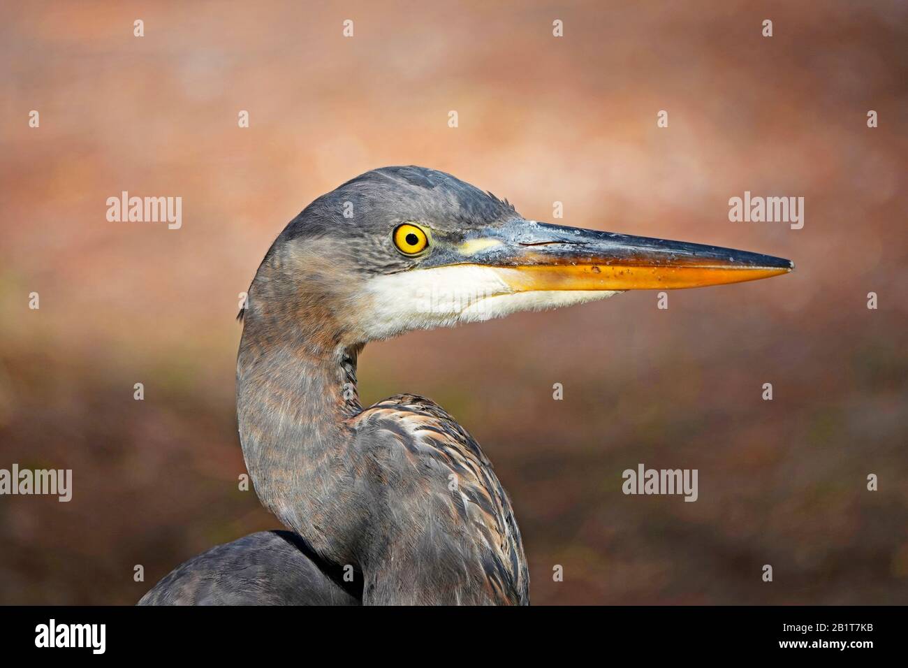 Portrait of a great blue heron, Ardea herodias, on the edge of a mountain pond in the Cascade Mountains of central Oregon. Stock Photo