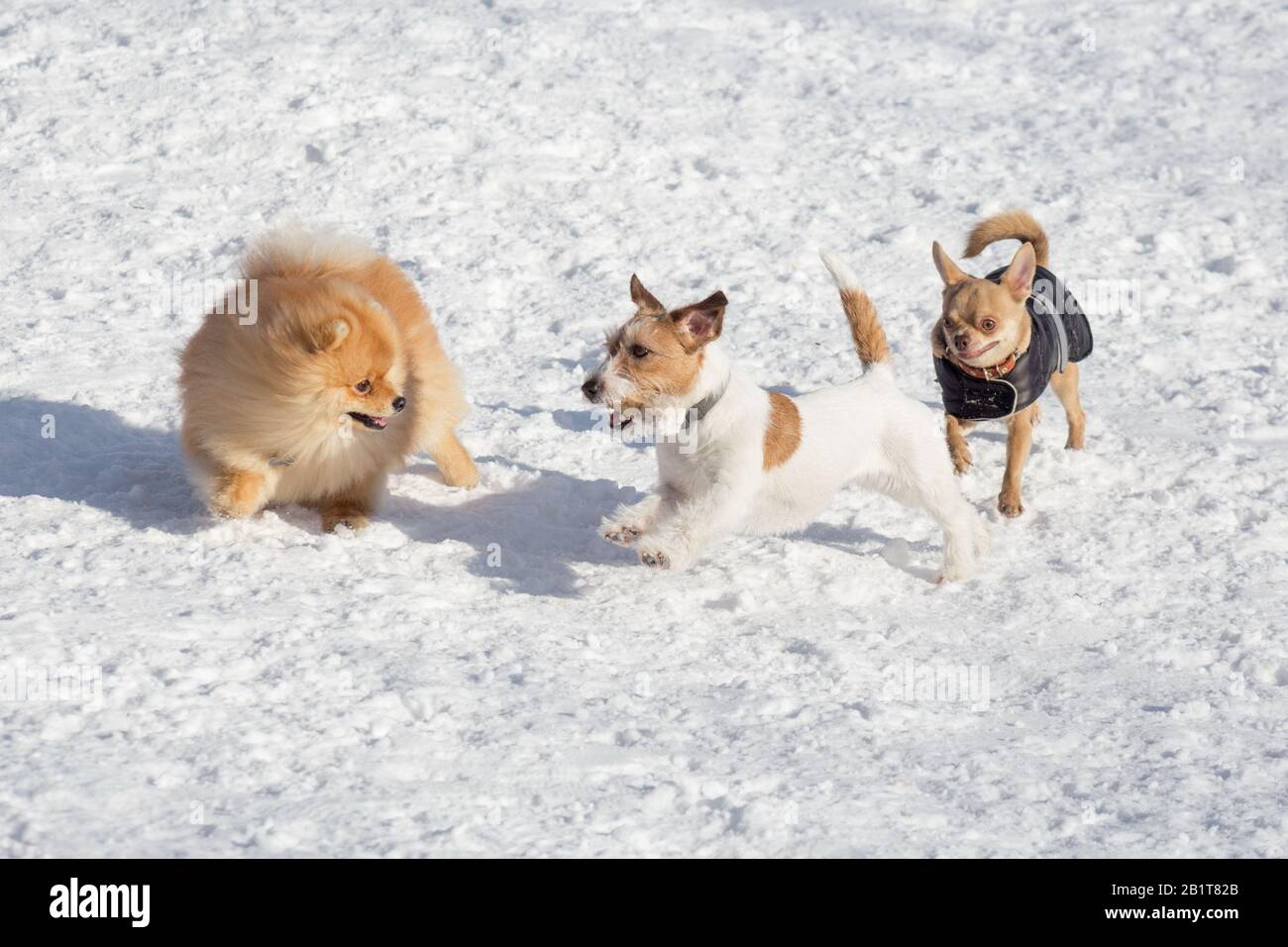 terrier spitz dog