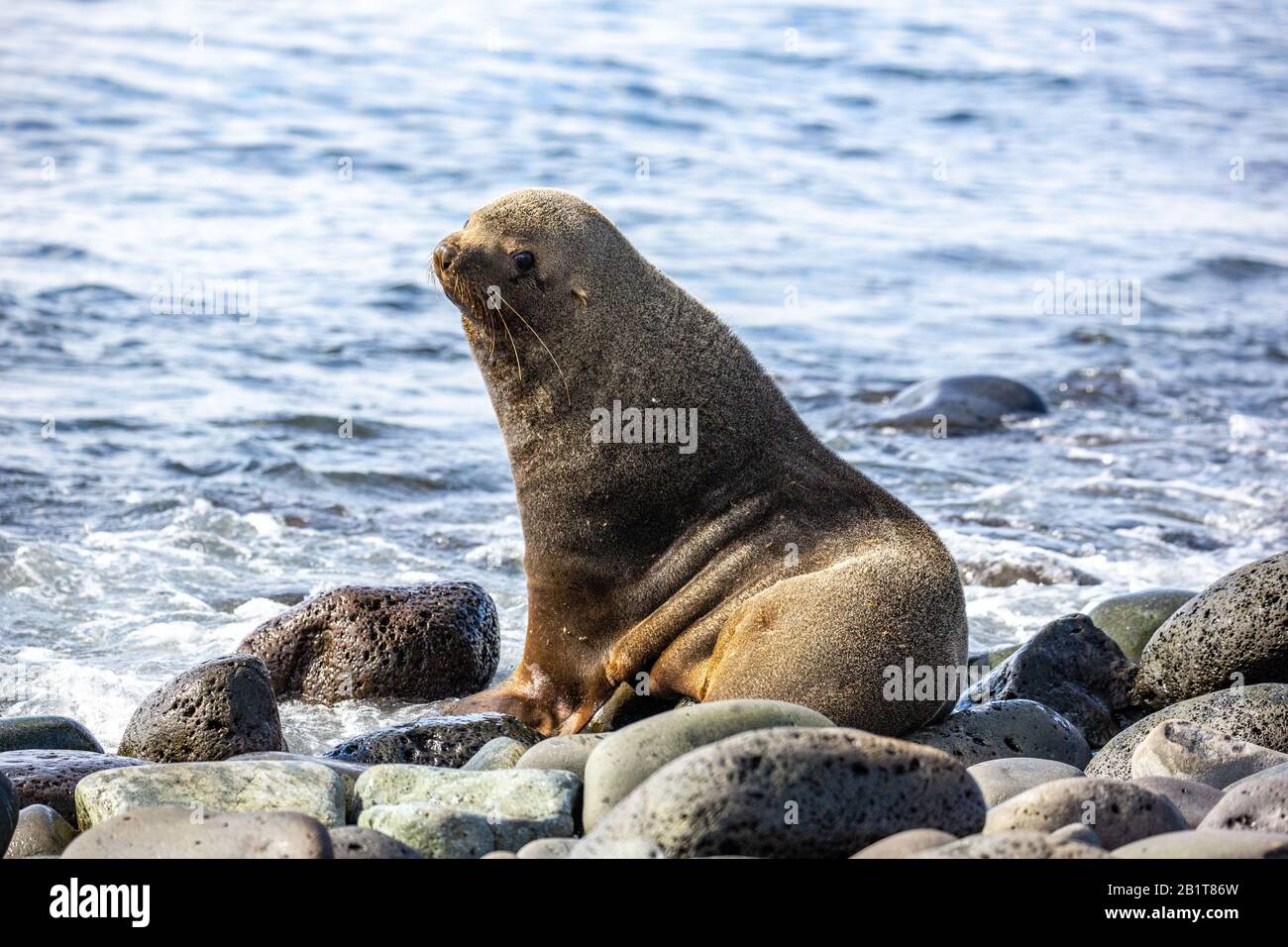 Antarctic fur seal (Arctocephalus gazella) on rocky coast. The female and juveniles are much smaller than the large males, and have a grey pelt with a Stock Photo