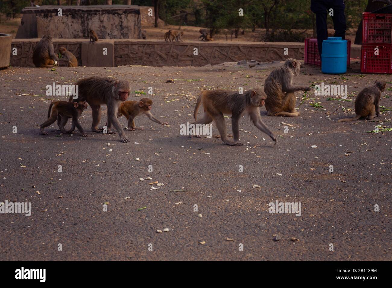 Delhi Monkey High Resolution Stock Photography And Images Alamy Delhi Monkey High Resolution Stock Photography And Images Alamy