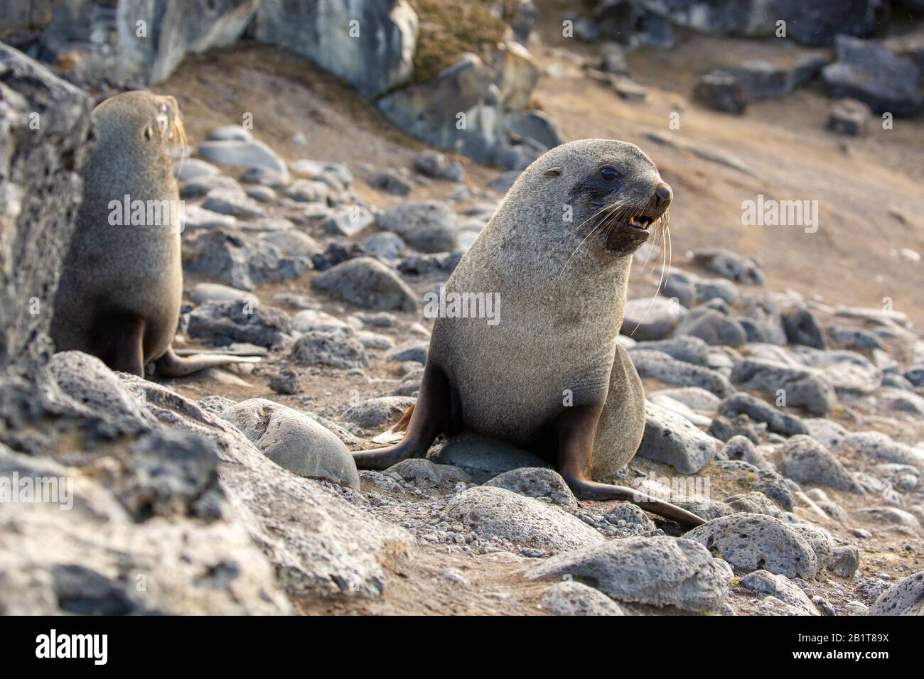 Antarctic fur seal (Arctocephalus gazella) on rocky coast. The female and juveniles are much smaller than the large males, and have a grey pelt with a Stock Photo